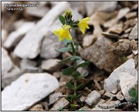 Linaria tonzigii -1-